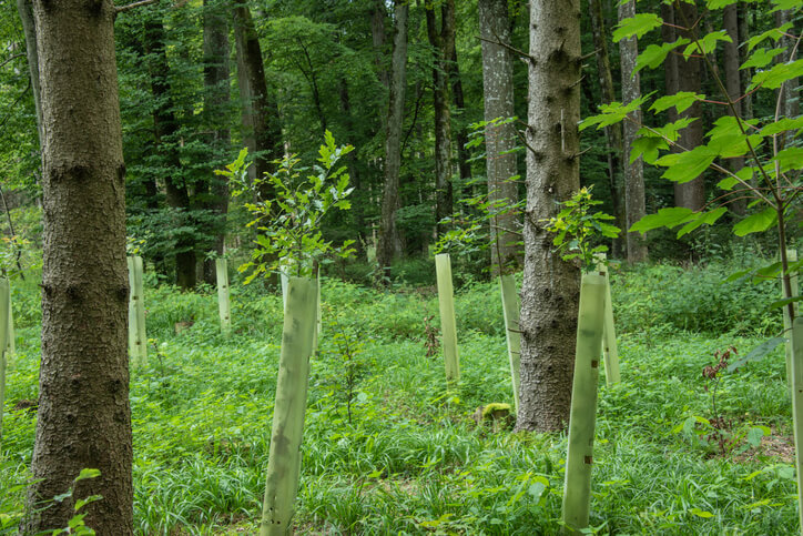 tree seedlings in a forest